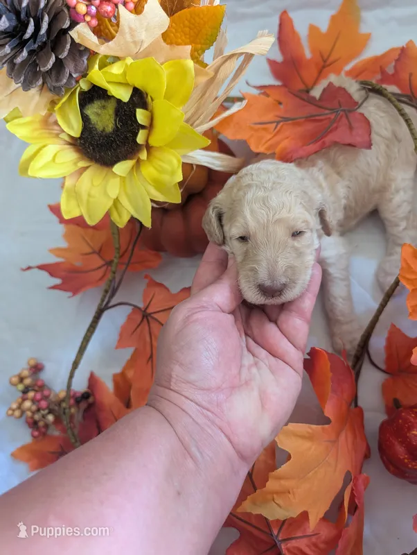 Buttons – Poodle - Standard  puppy for sale in Edgefield, SC