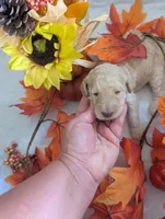 Buttons, a female Poodle - Standard  for sale in Edgefield, SC – 4 of 10