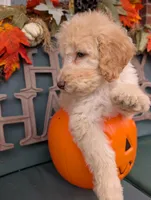 Peanut, a male Poodle - Standard  for sale in Edgefield, SC – 2 of 8