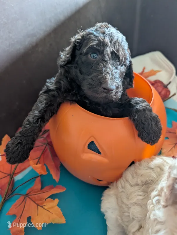 Ruby – Poodle - Standard  puppy for sale in Edgefield, SC