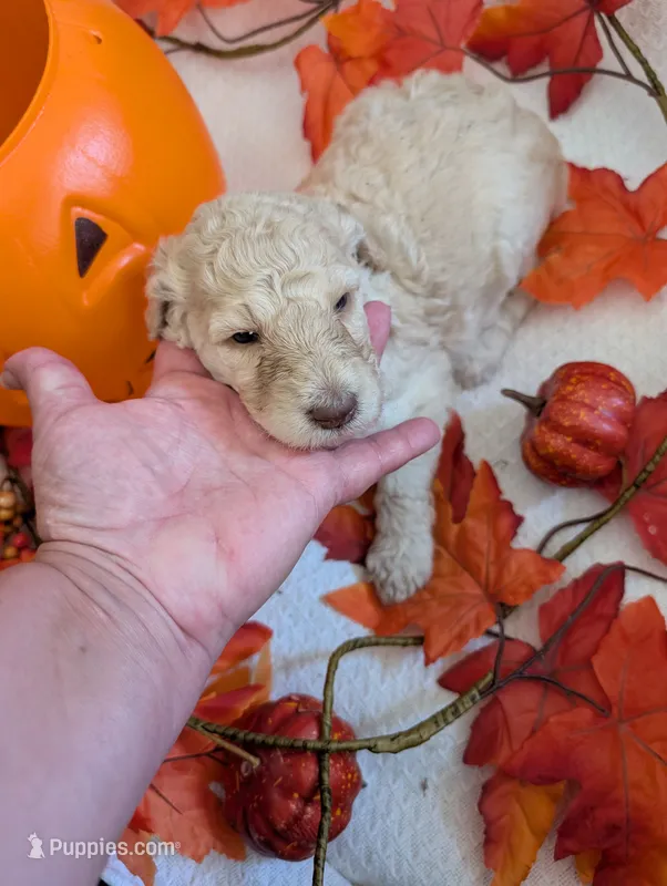 Bella – Poodle - Standard  puppy for sale in Edgefield, SC