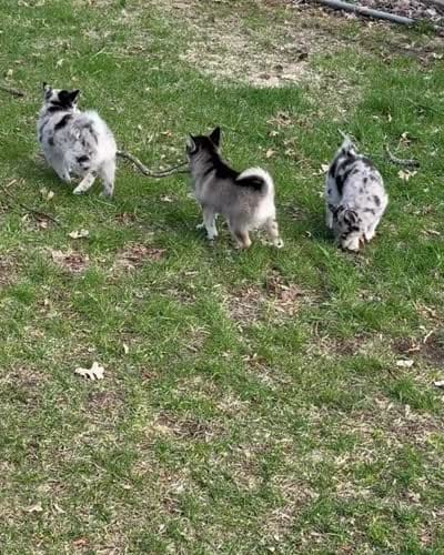 Eclipse , a female Alaskan Klee Kai and Pomsky for sale in Staples, MN – 7 of 8
