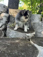 Razzle, a female Alaskan Klee Kai and Pomsky for sale in Staples, MN – 2 of 6