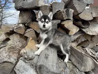 Aries, a male Alaskan Klee Kai and Pomsky for sale in Staples, MN – Photo 6 of 6