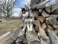 Aries, a male Alaskan Klee Kai and Pomsky for sale in Staples, MN – Photo 4 of 6