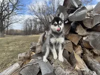 Aries, a male Alaskan Klee Kai and Pomsky for sale in Staples, MN – Photo 3 of 6
