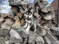 Aries, a male Alaskan Klee Kai and Pomsky for sale in Staples, MN – Photo 1 of 6