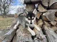 Aries, a male Alaskan Klee Kai and Pomsky for sale in Staples, MN – Photo 2 of 6