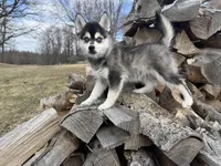 Aries, a male Alaskan Klee Kai and Pomsky for sale in Staples, MN – Photo 5 of 6