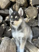 Dusk, a female Alaskan Klee Kai for sale in Staples, MN – Photo 2 of 7