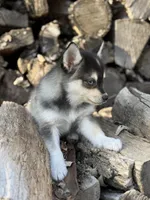 Dusk, a female Alaskan Klee Kai for sale in Staples, MN – Photo 7 of 7