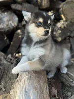 Dusk, a female Alaskan Klee Kai for sale in Staples, MN – Photo 3 of 7