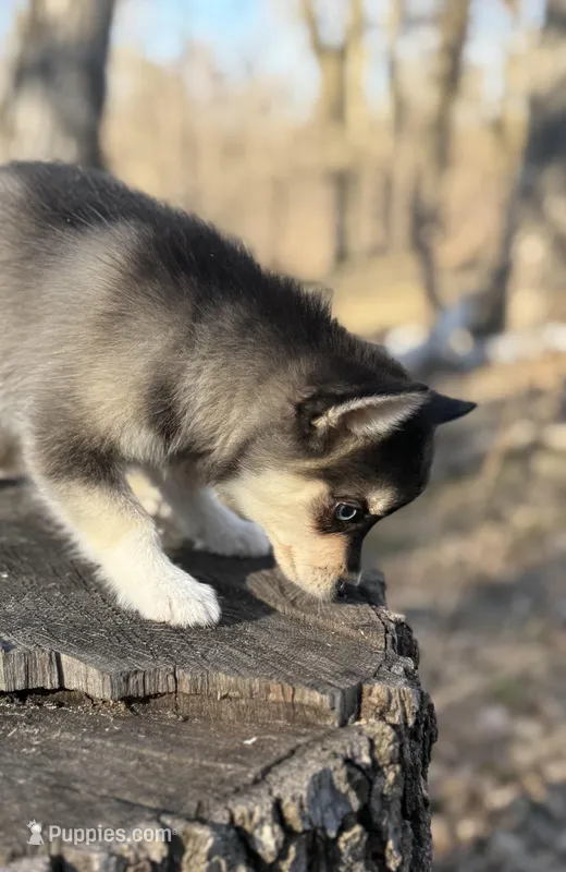 Dusk – Alaskan Klee Kai puppy for sale in Staples, MN