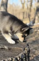 Dusk, a female Alaskan Klee Kai for sale in Staples, MN – Photo 1 of 7