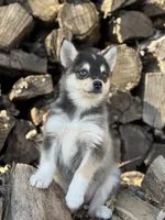 Dusk, a female Alaskan Klee Kai for sale in Staples, MN – Photo 6 of 7