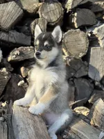 Dusk, a female Alaskan Klee Kai for sale in Staples, MN – Photo 4 of 7
