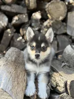 Dusk, a female Alaskan Klee Kai for sale in Staples, MN – Photo 5 of 7