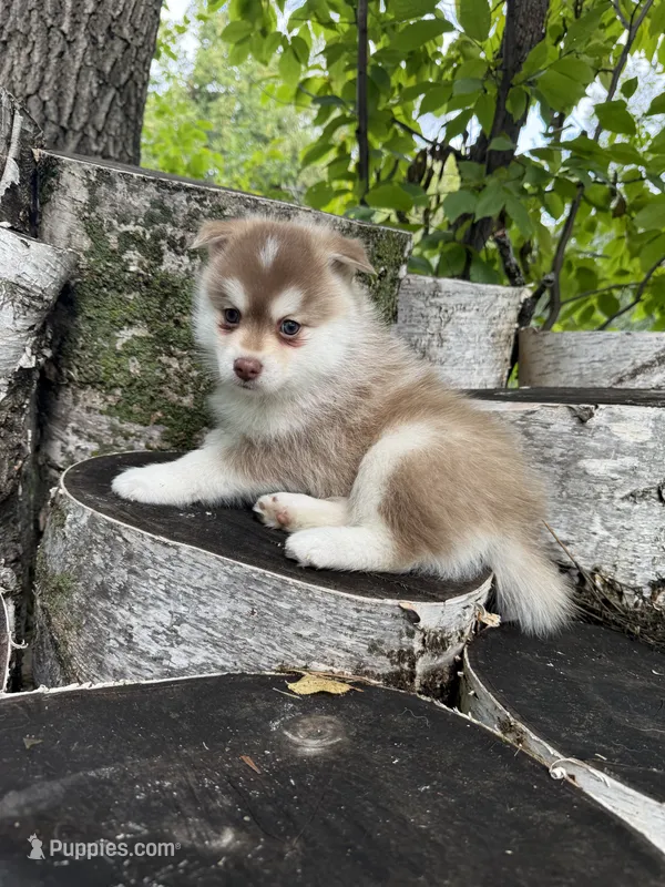 Chili – Pomsky puppy for sale in Staples, MN
