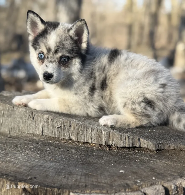 Eclipse  – Alaskan Klee Kai, Pomsky puppy for sale in Staples, MN