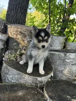 Razzle, a female Alaskan Klee Kai and Pomsky for sale in Staples, MN – 3 of 6