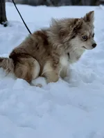 Truffles, a female Alaskan Klee Kai for sale in Staples, MN – Photo 6 of 9