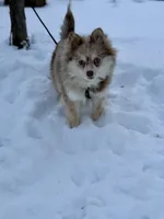 Truffles, a female Alaskan Klee Kai for sale in Staples, MN – Photo 5 of 9