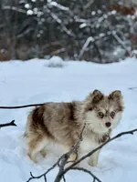 Truffles, a female Alaskan Klee Kai for sale in Staples, MN – Photo 3 of 9