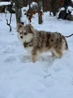 Truffles, a female Alaskan Klee Kai for sale in Staples, MN – Photo 8 of 9