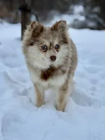 Truffles, a female Alaskan Klee Kai for sale in Staples, MN – Photo 4 of 9