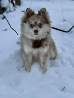 Truffles, a female Alaskan Klee Kai for sale in Staples, MN – Photo 1 of 9