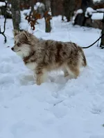 Truffles, a female Alaskan Klee Kai for sale in Staples, MN – Photo 2 of 9