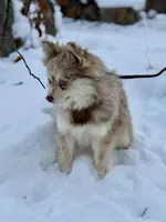 Truffles, a female Alaskan Klee Kai for sale in Staples, MN – Photo 7 of 9