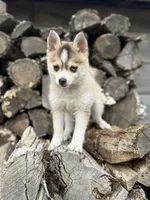 Steel, a male Pomsky for sale in Staples, MN – 2 of 6