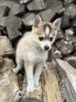 Steel, a male Pomsky for sale in Staples, MN – 3 of 6