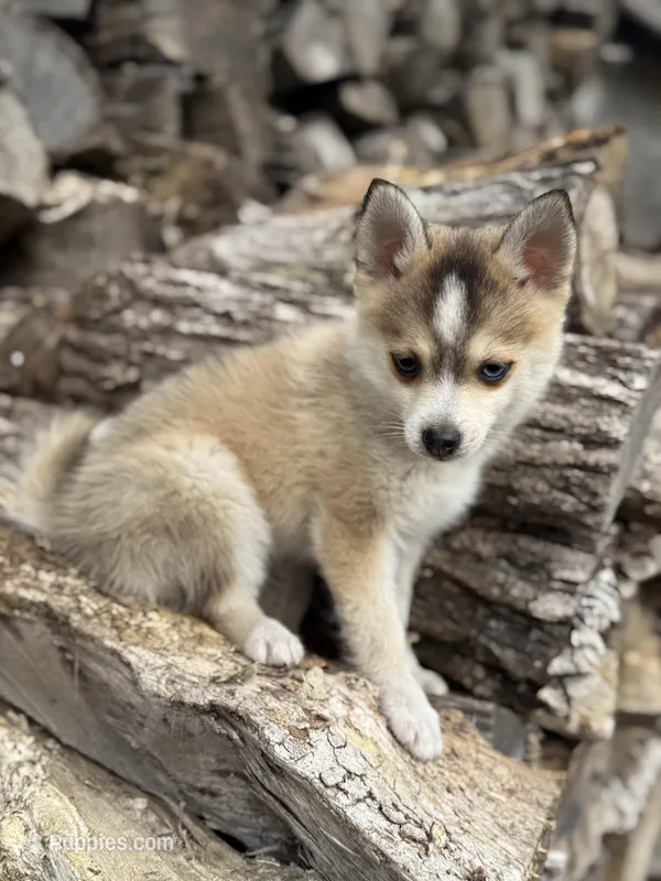 Steel – Pomsky puppy for sale in Staples, MN