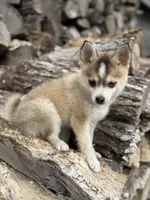 Steel, a male Pomsky for sale in Staples, MN – 1 of 6