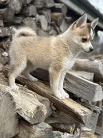 Steel, a male Pomsky for sale in Staples, MN – 6 of 6