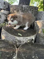 Cayenne, a male Pomsky for sale in Staples, MN – 5 of 6