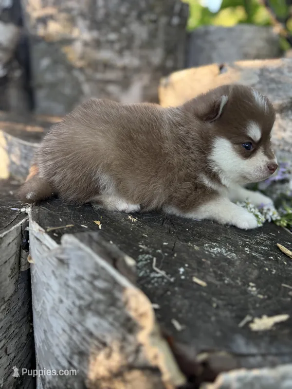 Paprika – Pomsky puppy for sale in Staples, MN