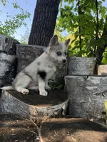 Flicker, a female Alaskan Klee Kai and Pomsky for sale in Staples, MN – 3 of 5