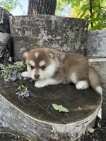 Chili, a male Pomsky for sale in Staples, MN – 5 of 7