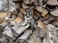 Athena, a female Alaskan Klee Kai and Pomsky for sale in Staples, MN – Photo 5 of 6