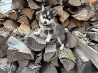 Athena, a female Alaskan Klee Kai and Pomsky for sale in Staples, MN – Photo 1 of 6
