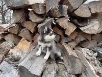 Athena, a female Alaskan Klee Kai and Pomsky for sale in Staples, MN – Photo 2 of 6