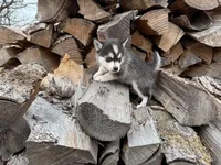 Athena, a female Alaskan Klee Kai and Pomsky for sale in Staples, MN – Photo 3 of 6