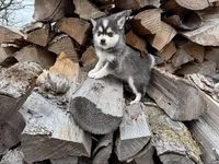 Athena, a female Alaskan Klee Kai and Pomsky for sale in Staples, MN – Photo 4 of 6