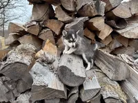 Athena, a female Alaskan Klee Kai and Pomsky for sale in Staples, MN – Photo 6 of 6