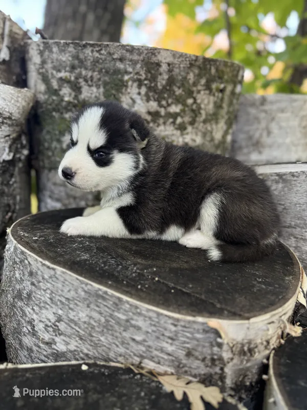 Yukon – Siberian Husky puppy for sale in Staples, MN