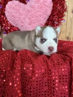 Eddard, a male Siberian Husky for sale in Staples, MN – Photo 1 of 6