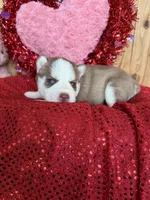 Eddard, a male Siberian Husky for sale in Staples, MN – Photo 5 of 6
